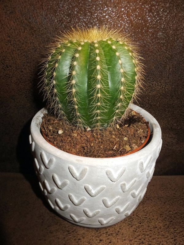 Mein neuer Kaktus
